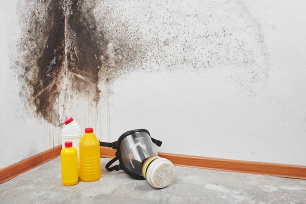 Best Mold Remediation  in Pacific City, OR