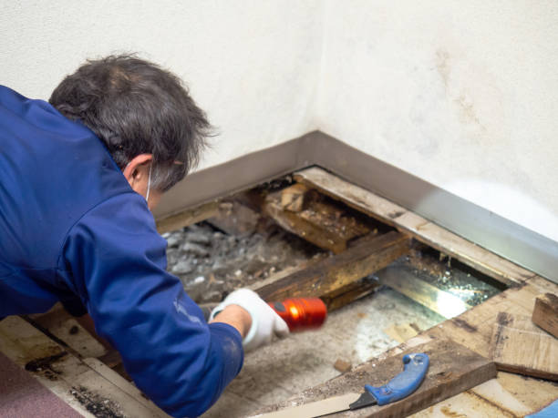 Best Affordable Mold Removal  in Pacific City, OR