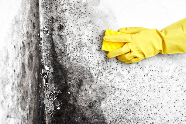Crawl Space Mold Removal in Pacific City, OR