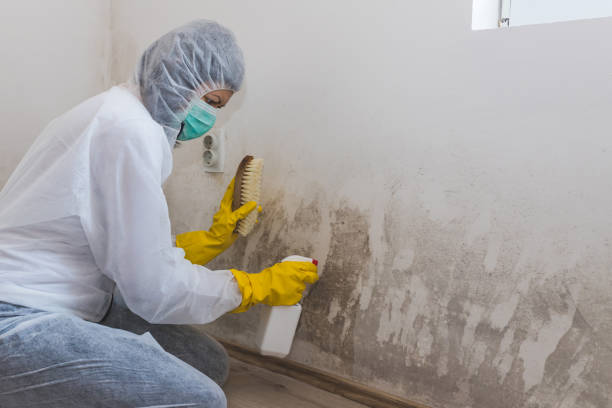 Best Emergency Mold Removal  in Pacific City, OR