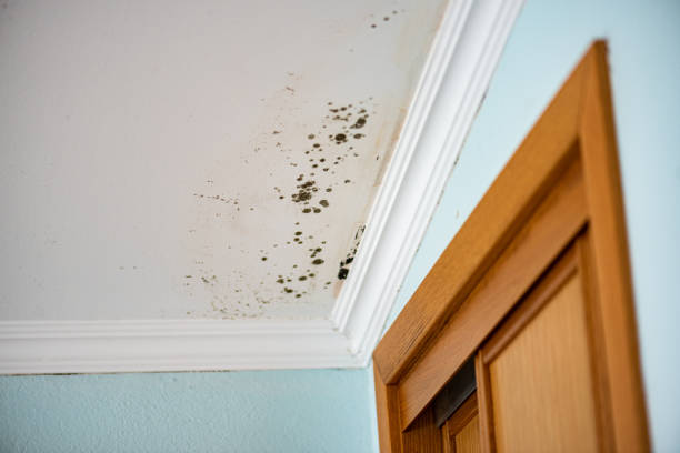 Professional Mold Removal in Pacific City, OR