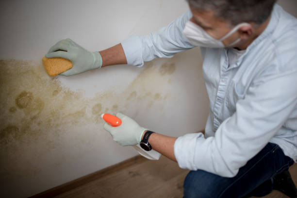 Best Black Mold Removal  in Pacific City, OR