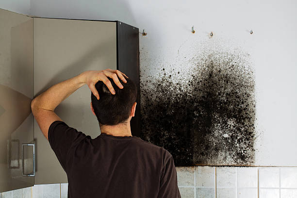 Best Fast Mold Removal  in Pacific City, OR